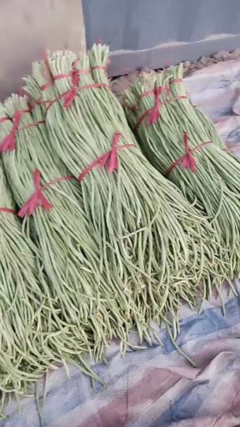 豆类精品长豆角上市了