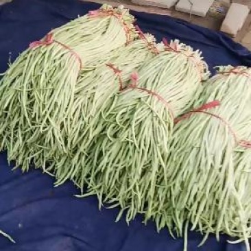 豆类精品长豆角上市了