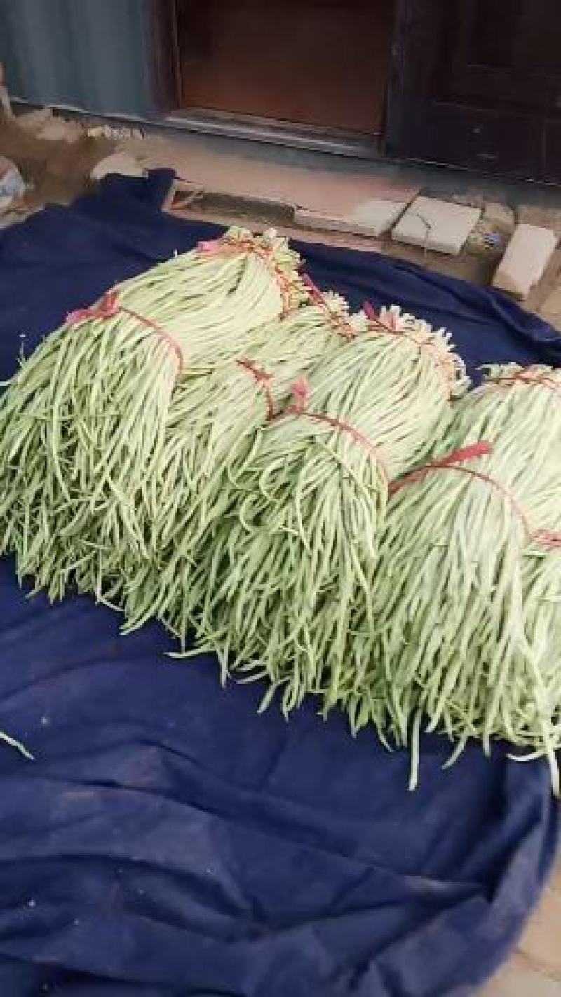 豆类精品长豆角上市了