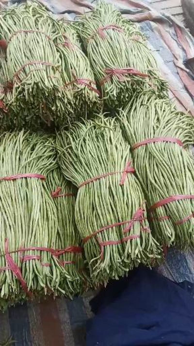 豆类精品长豆角上市了