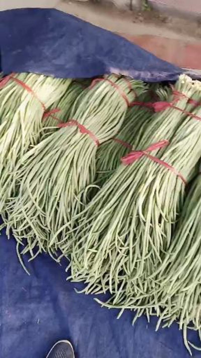 豆类精品长豆角上市了