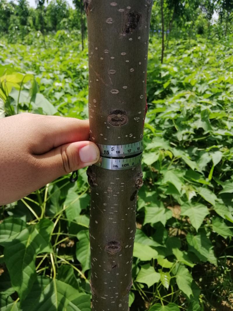 楸树楸树裸根苗1到15公分嫁接原生都有