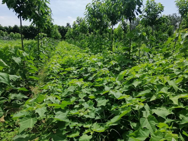 楸树楸树裸根苗1到15公分嫁接原生都有