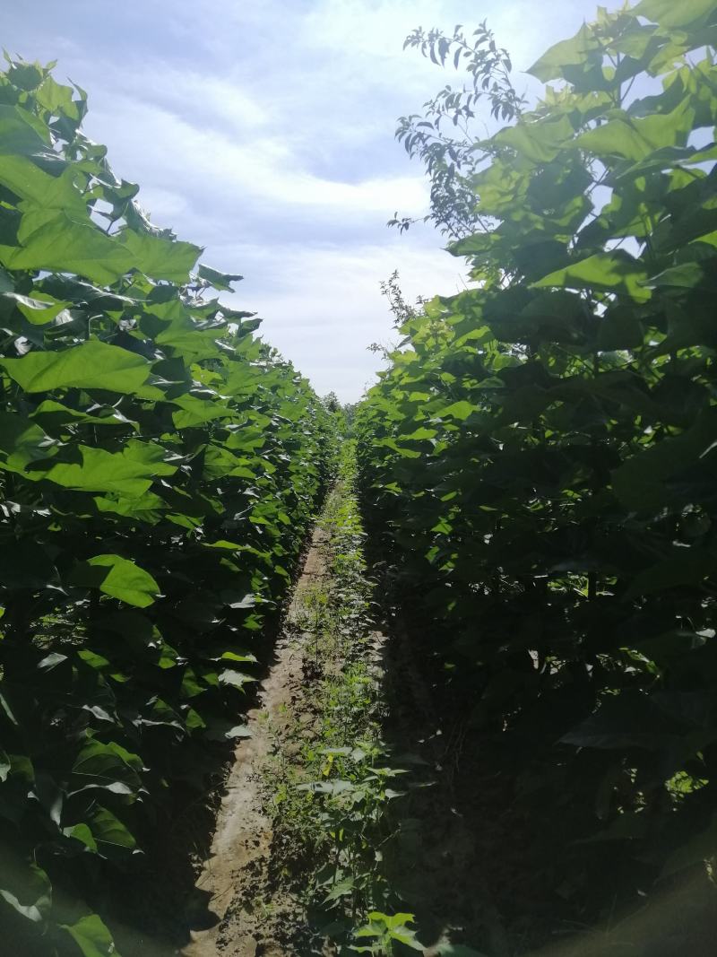楸树楸树裸根苗1到15公分嫁接原生都有