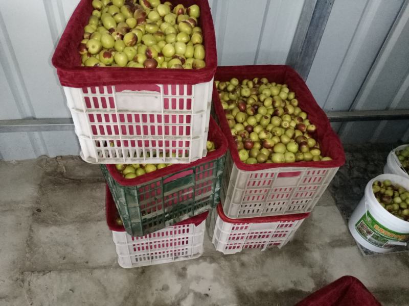 新疆西域冰糖枣脆冬枣