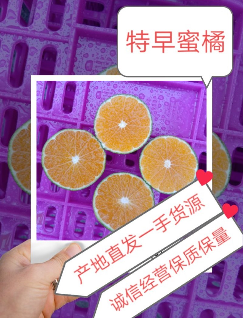 四川资阳蜜橘价格美丽，对接电商团购市场，入口化渣欢迎采购