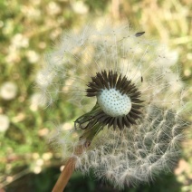 蒲公英种子蒲公英茶蒲公英根炒熟便宜