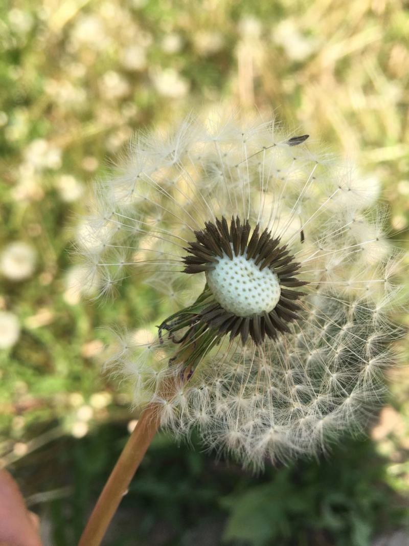 蒲公英种子蒲公英茶蒲公英根炒熟便宜