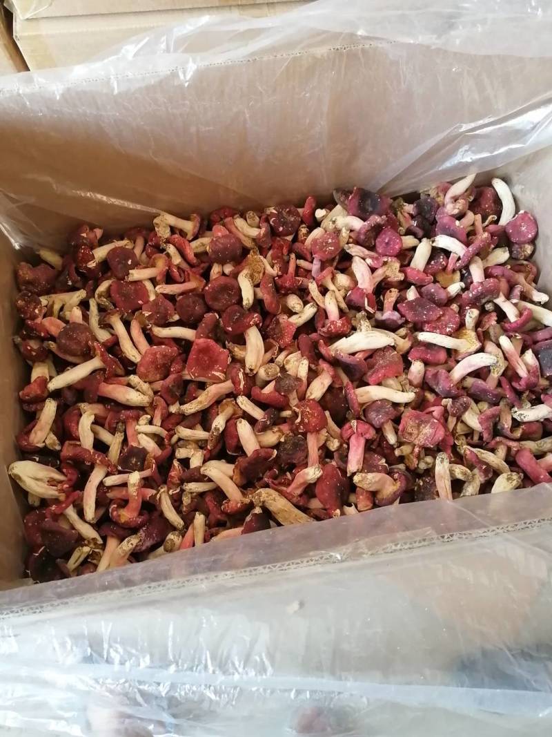 红菇靓红菇标准菇月子菇特级红菇