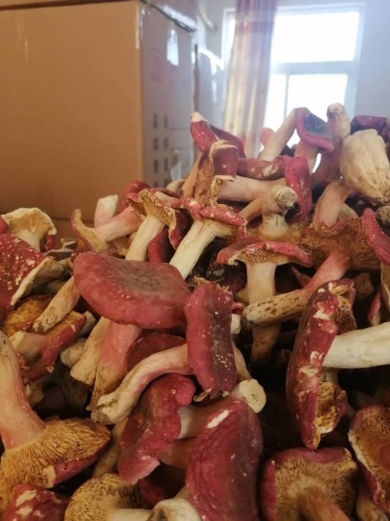 红菇靓红菇标准菇月子菇特级红菇