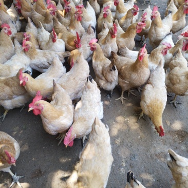 提供散养三黄鸡肉质好