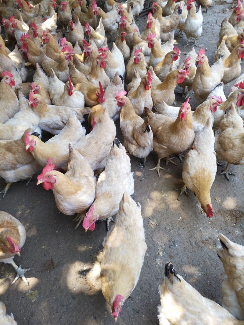 提供散养三黄鸡肉质好