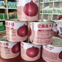 宏森高大壮洋葱种子种籽欧兰德洋葱种子紫红皮半高壮高产