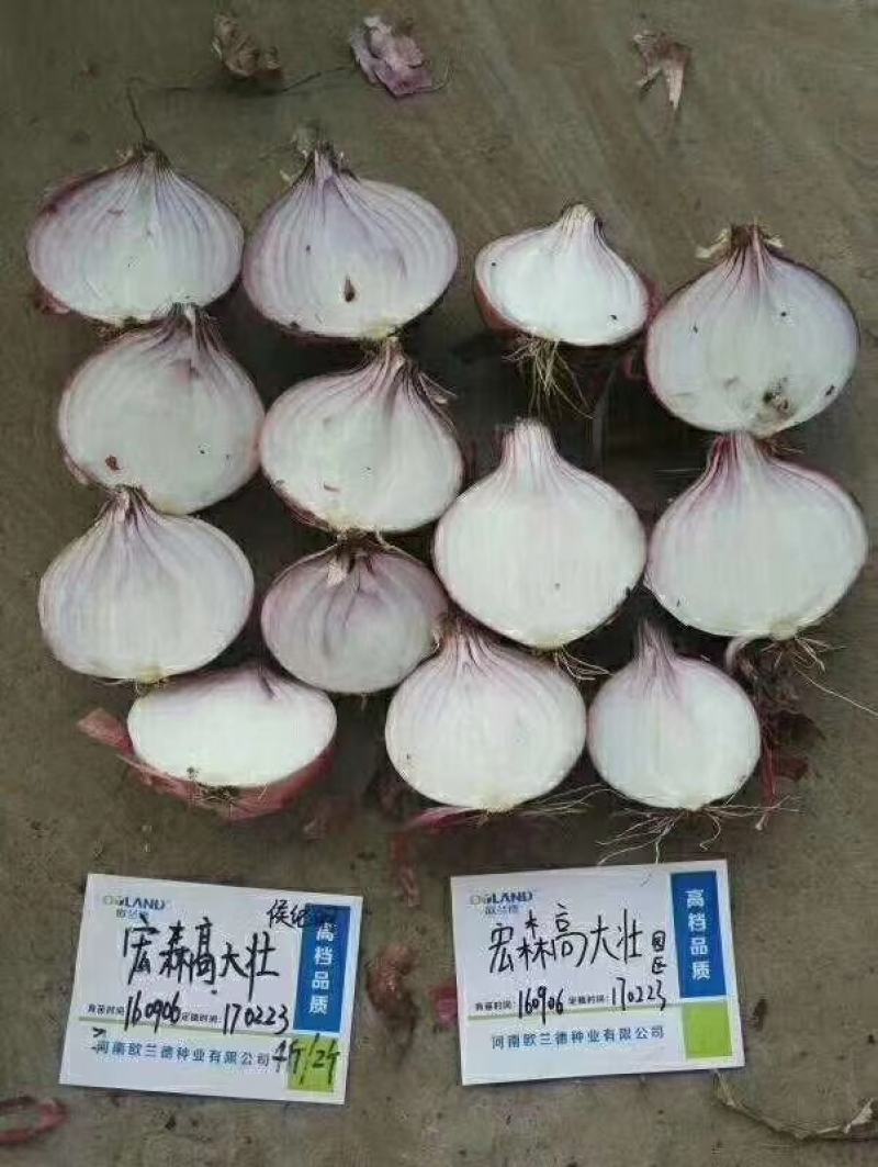 宏森高大壮洋葱种子种籽欧兰德洋葱种子紫红皮半高壮高产