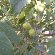 香玲核桃、炒香玲核桃