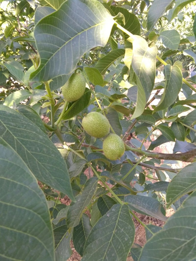香玲核桃、炒香玲核桃