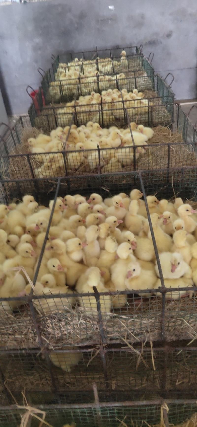 正品鹅苗保成活率出壳防疫