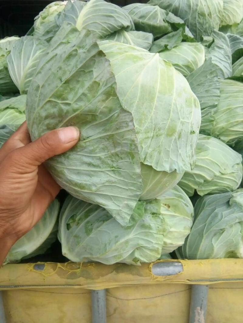 （牛商推荐）精品扁平包菜产地批发可视频看货、一手货源
