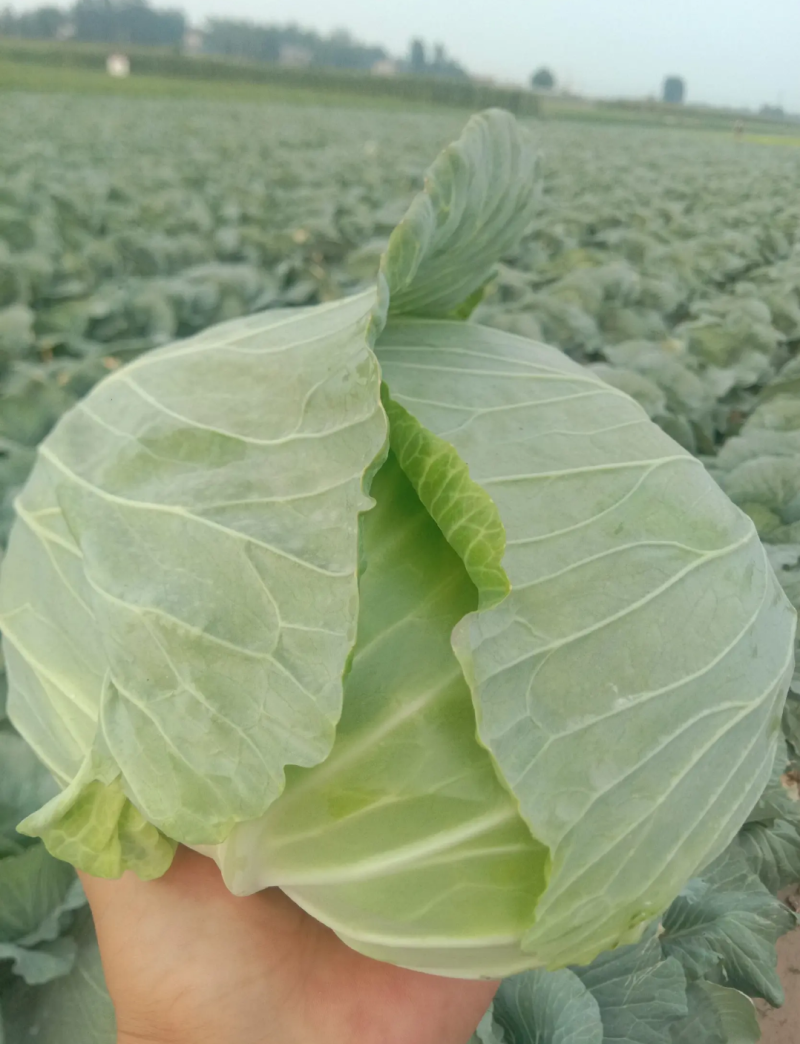 （牛商推荐）精品扁平包菜产地批发可视频看货、一手货源
