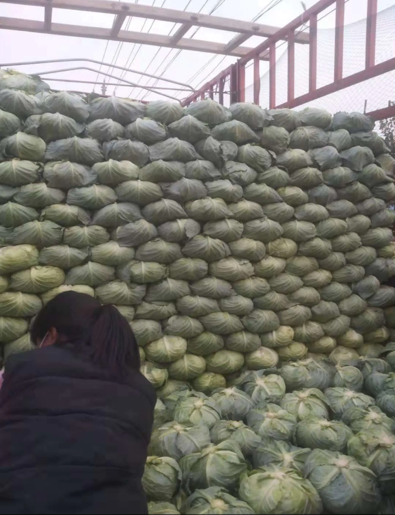 （牛商推荐）精品扁平包菜产地批发可视频看货、一手货源