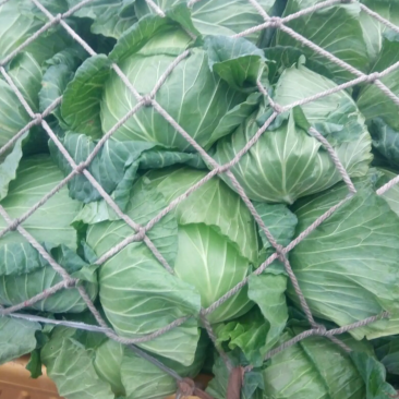 （牛商推荐）精品扁平包菜产地批发可视频看货、一手货源