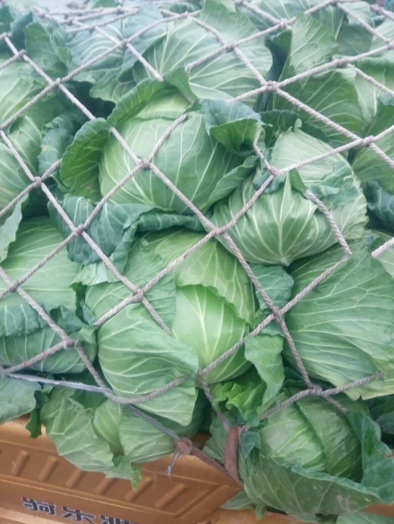 （牛商推荐）精品扁平包菜产地批发可视频看货、一手货源