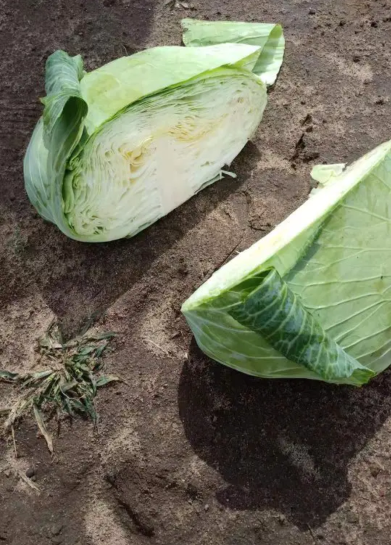 （牛商推荐）精品扁平包菜产地批发可视频看货、一手货源