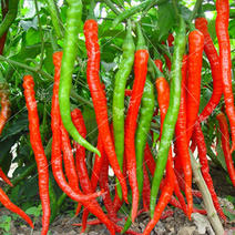 二荆条辣椒，红色，青椒，露天种植