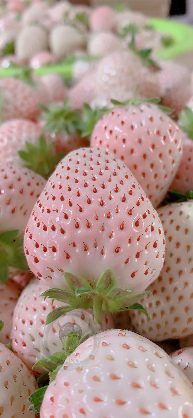 山东烟台日本奈良淡雪白草莓公主白雪小町一件代发顺丰包邮