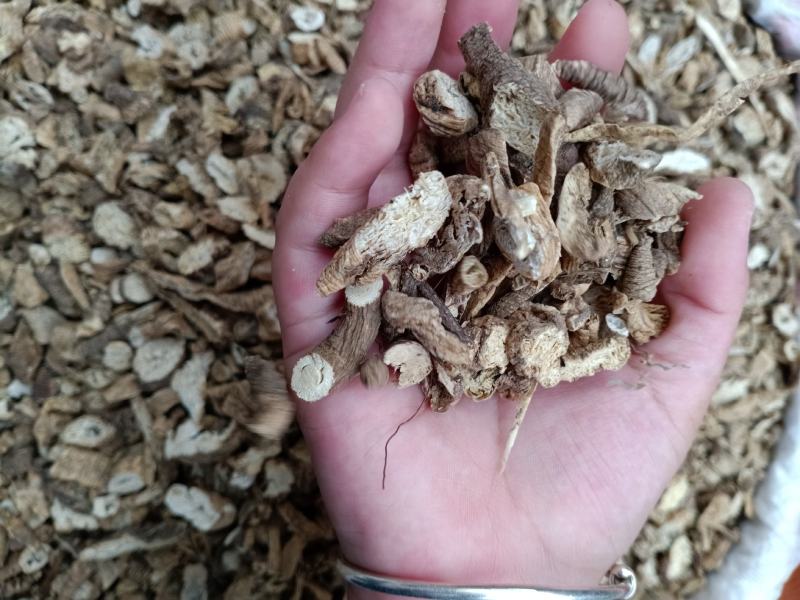 南沙参，泡参统装货干净无杂质量保证，欢迎咨询购买！