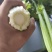 精品西芹剁头菜欢迎选购
