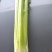 精品西芹剁头菜欢迎选购