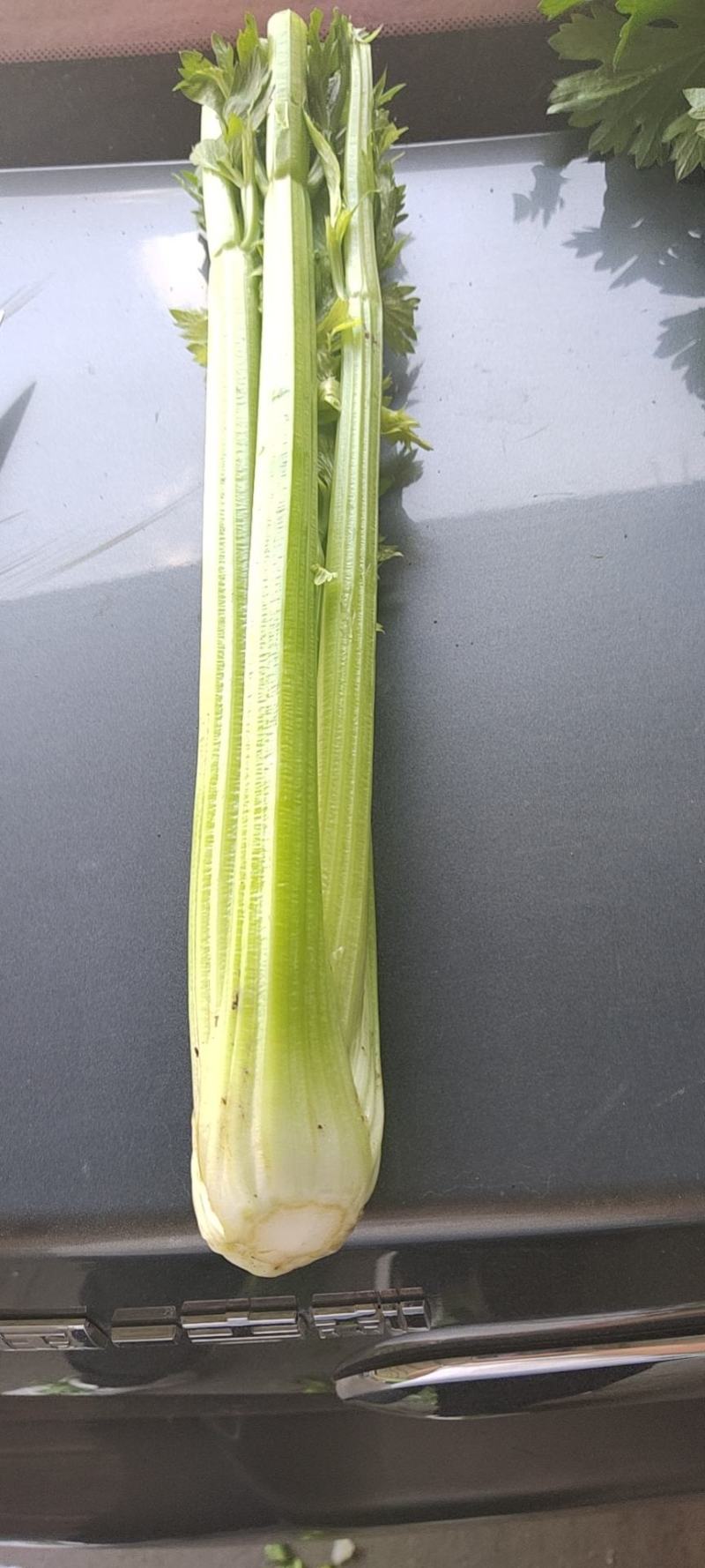 精品西芹剁头菜欢迎选购