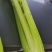 精品西芹剁头菜欢迎选购