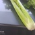 精品西芹剁头菜欢迎选购
