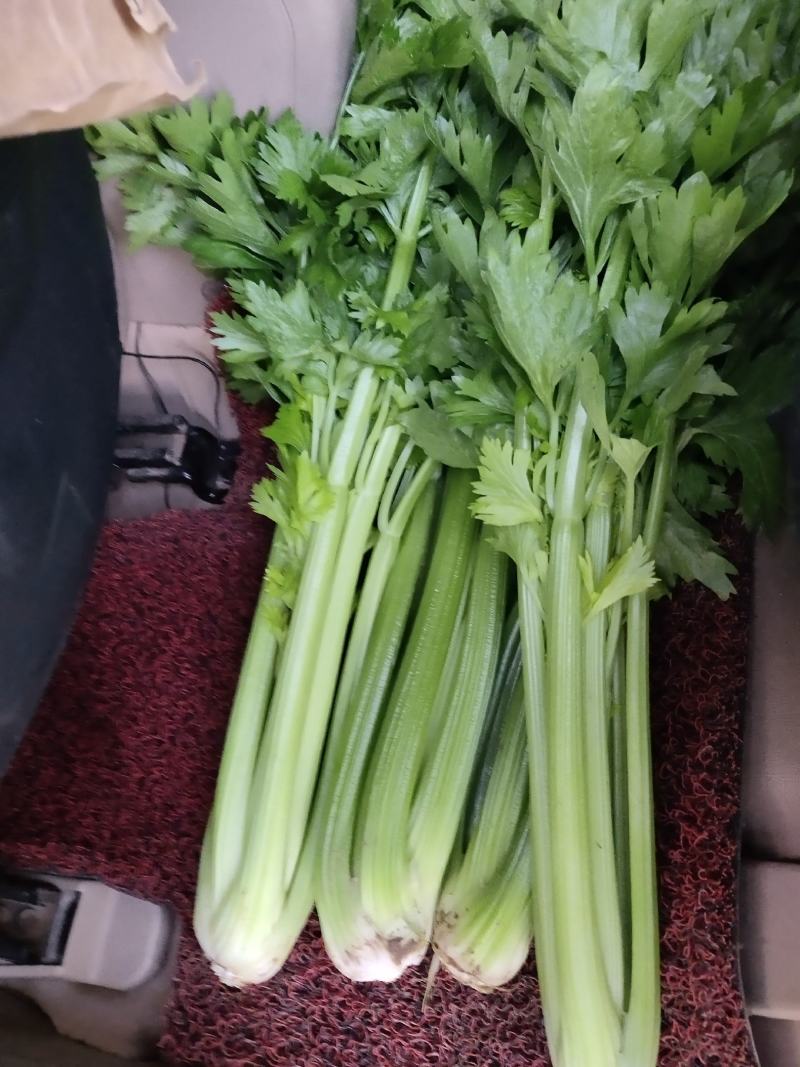 精品西芹剁头菜欢迎选购