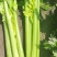 精品西芹剁头菜欢迎选购