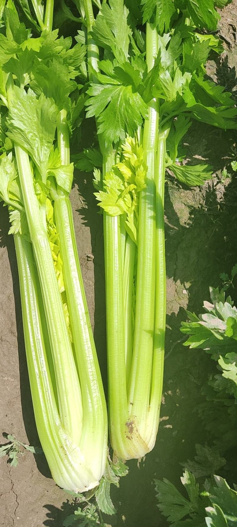 精品西芹剁头菜欢迎选购