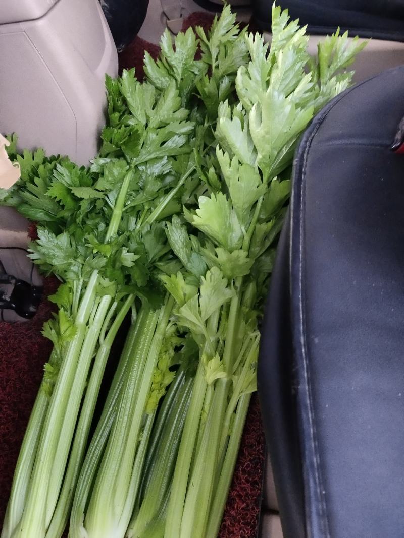 精品西芹剁头菜欢迎选购