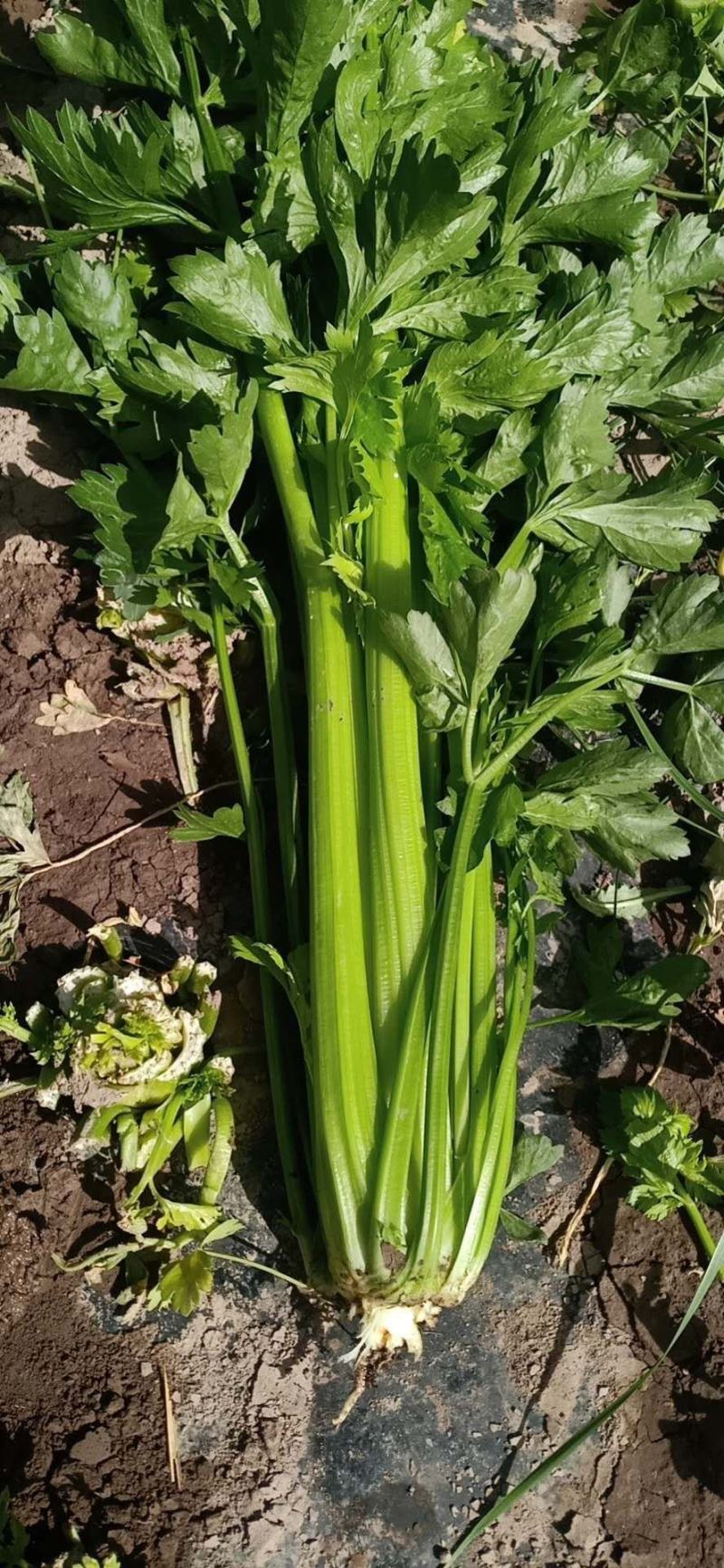 精品西芹剁头菜欢迎选购