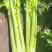精品西芹剁头菜欢迎选购