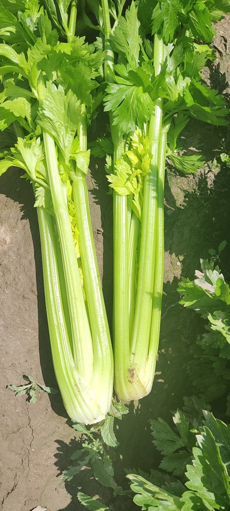 精品西芹剁头菜欢迎选购