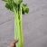 精品西芹剁头菜欢迎选购