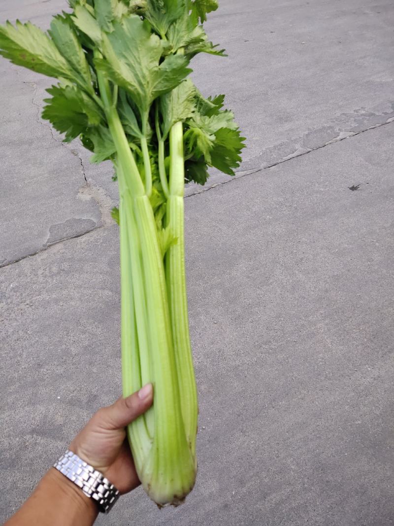 精品西芹剁头菜欢迎选购