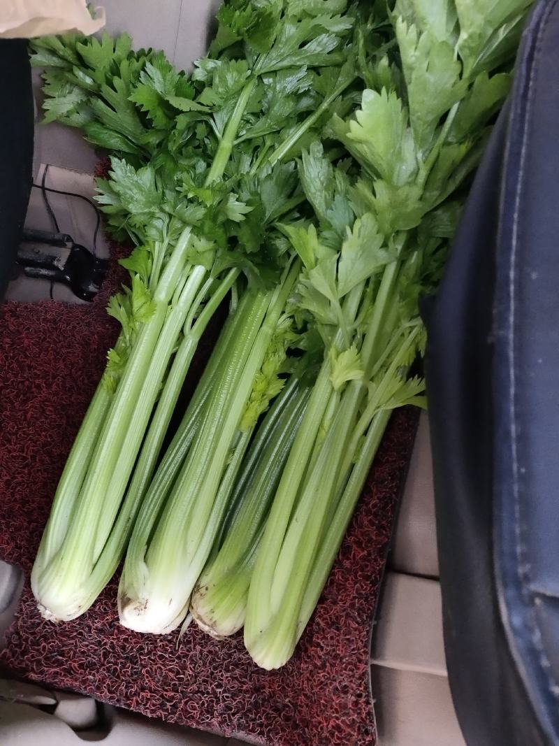 精品西芹剁头菜欢迎选购