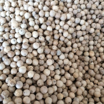 海南白胡椒去腥煲汤卤煮料辛辣胡椒胡椒粉
