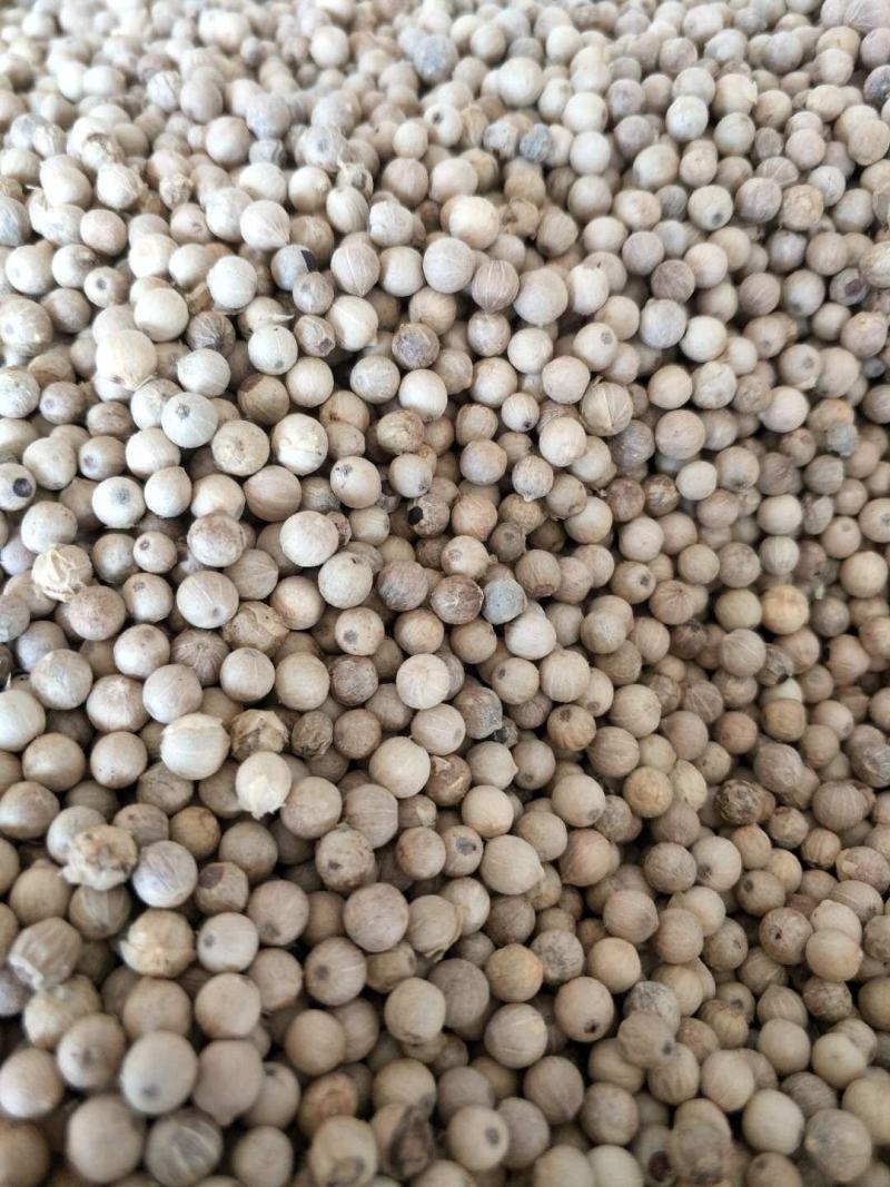 海南白胡椒去腥煲汤卤煮料辛辣胡椒胡椒粉