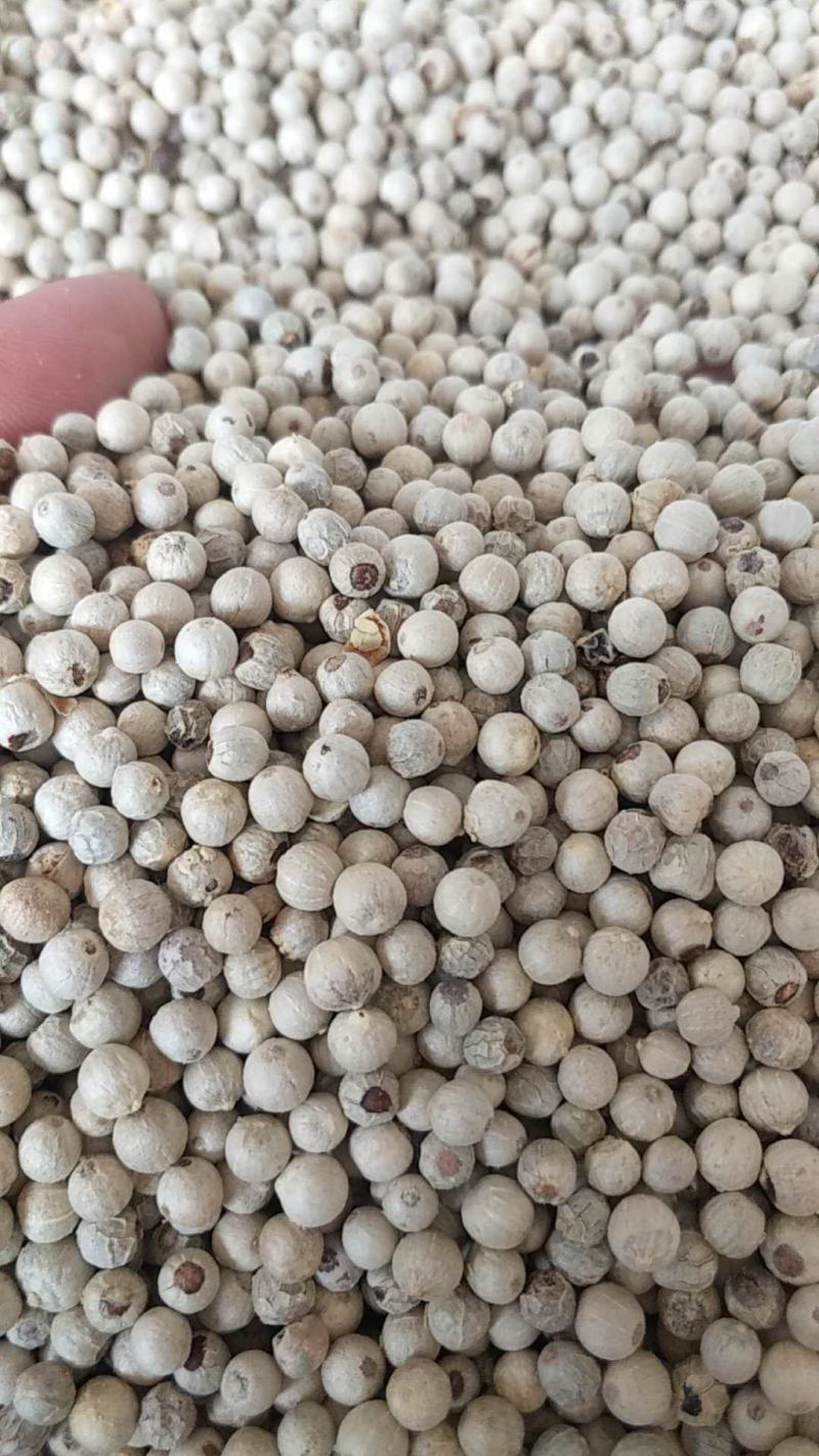海南白胡椒去腥煲汤卤煮料辛辣胡椒胡椒粉