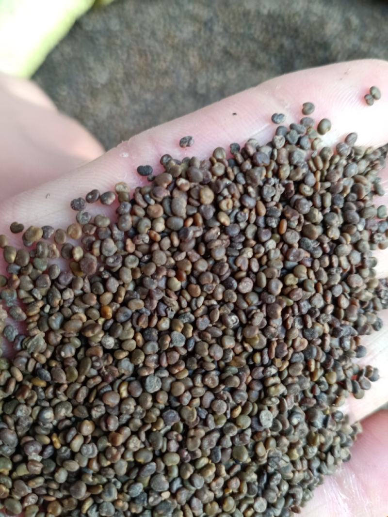沙苑子，正品陕西沙苑子干净无杂质量保证！欢迎咨询选购！