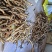 野生牛大力，有几百斤现货，有需要的老板们，可以找我聊。